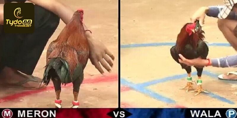 Các lựa chọn cá cược đá gà cựa sắt