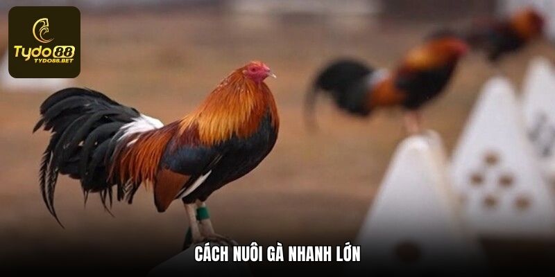 Cách Nuôi Gà Nhanh Lớn Chiến Hay Từ Kê Sư Lão Làng