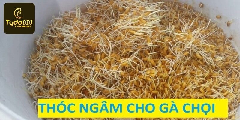 Cho gà ăn thóc nhanh lớn và bền sức