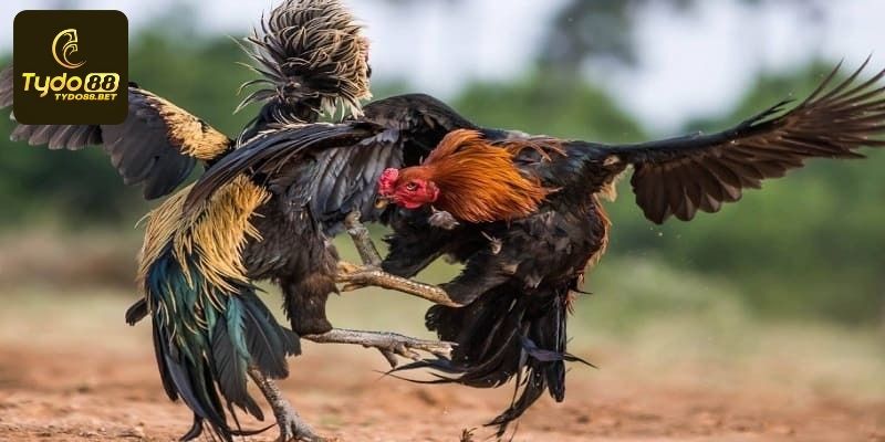 Đá Gà Cựa Sắt - Tìm Hiểu Luật Và Bí Kíp Thắng Lớn Tại Tydo88