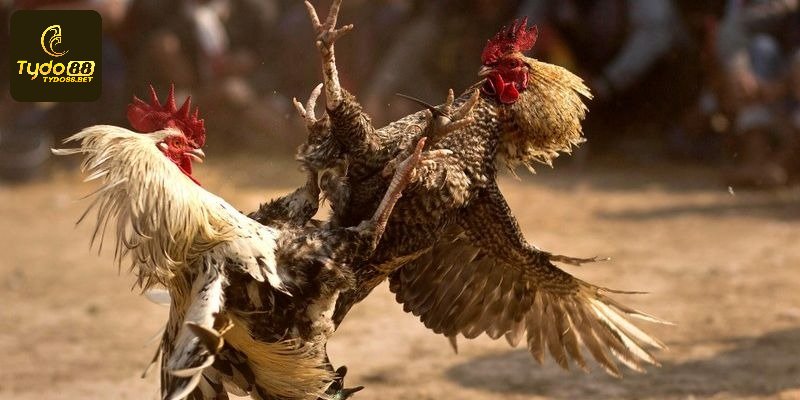 Game Đá Gà Đầy Kịch Tính, Hấp Dẫn Tại Nhà Cái Tydo88
