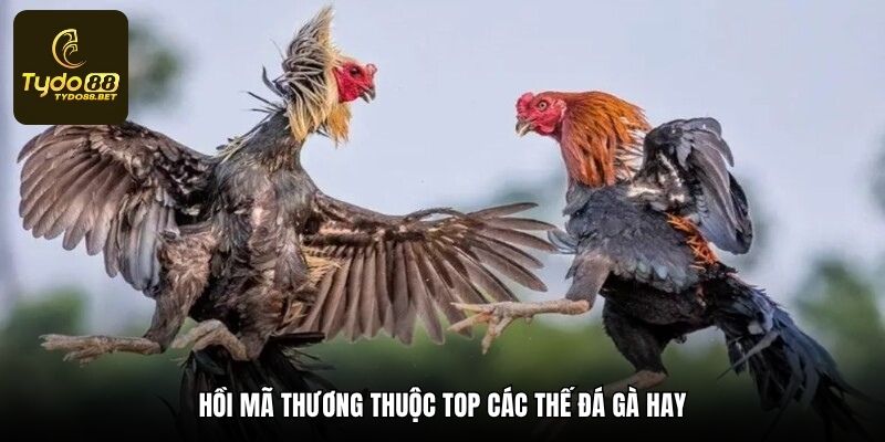Hồi mã thương thuộc top các thế đá gà hay