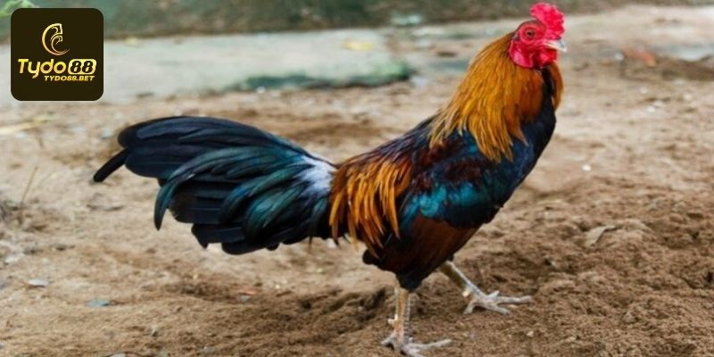 Kinh nghiệm chăm sóc để sở hữu gà đá hay