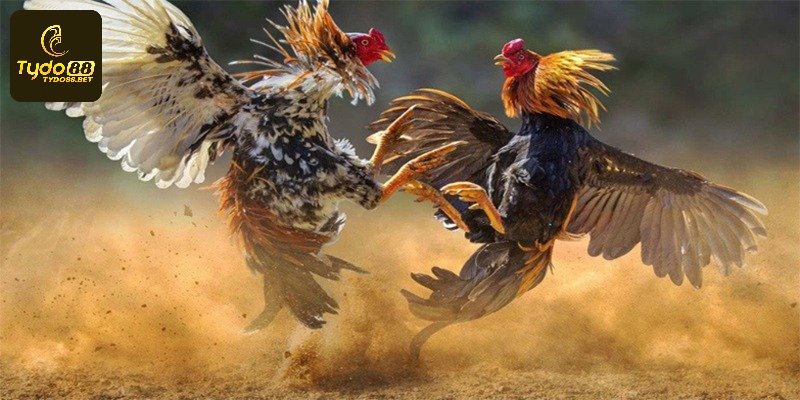 Kinh nghiệm rèn sức bền cho gà luôn khỏe