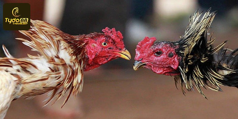 Kỹ thuật chăm sóc gà đá