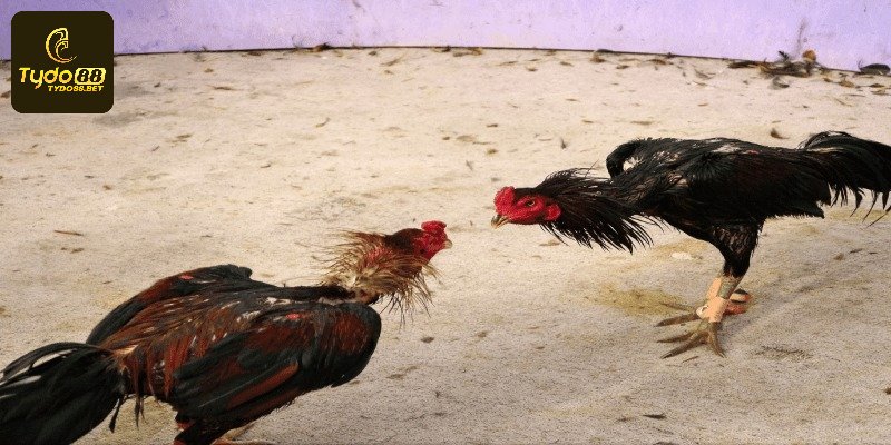 Kỹ Thuật Nuôi Gà Đá Khỏe Mạnh Từ Sư Kê Giàu Kinh Nghiệm