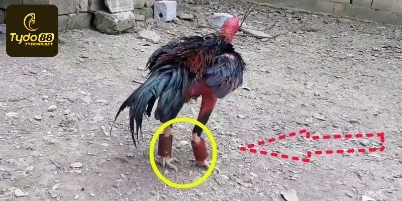 Tập luyện đúng cách giúp chiến binh nhanh lớn và khỏe mạnh