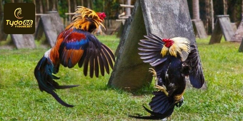 Thế gà đá hay tạo nên cú đánh hiểm hóc